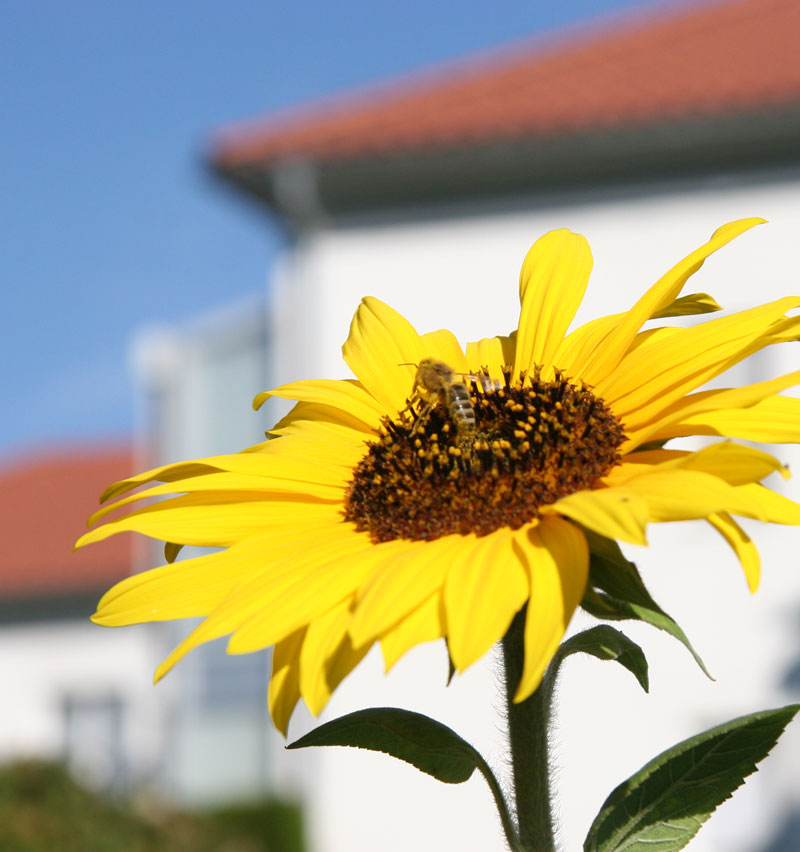 Sonnenblume am Seniorenwohnheim