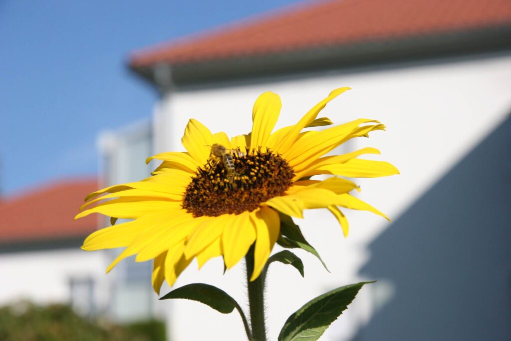 Seniorenwohnanlage mit Sonnenblume im Vordergrund